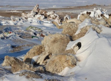 Over 5.6 mln livestock carcasses destroyed in Mongolia