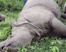 Tiger, rhino found dead in CNP_img