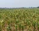 Drought drying up corn plants_img
