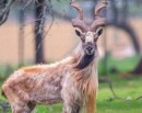 UN General Assembly declares May 24 as int’l day of markhor_img