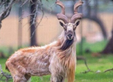 UN General Assembly declares May 24 as int’l day of markhor